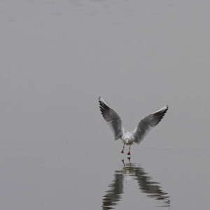 Gabbiano comune (Larus ridibundus)