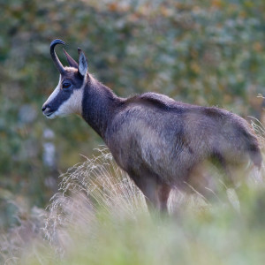 Camoscio (Rupicapra rupicapra) Montegrappa (TV)