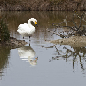 Cigno selvatico (Cygnus cygnus)