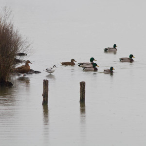 Avocetta (Recurvirostra himantopus)