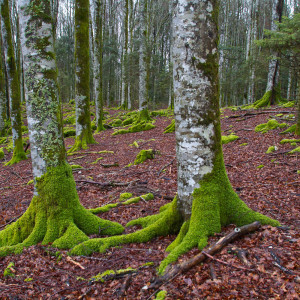 Cansiglio magica foresta