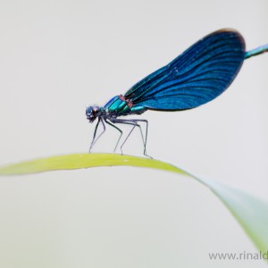 Damigella (Calopteryx splendens)