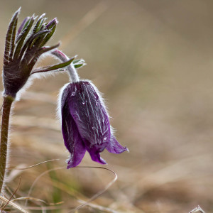 Pulsatilla (Anemone pratensis)