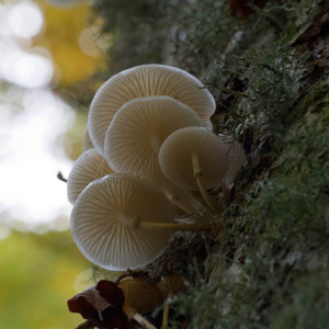 Funghi su faggio Cansiglio