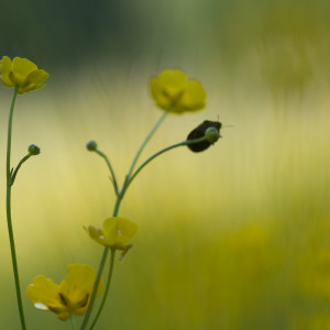 Ranunculus repens