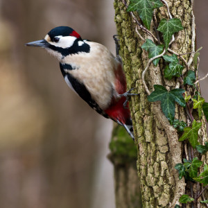 Picchio rosso maggiore (Picoides major)