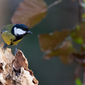 Cinciallegra (Parus major)