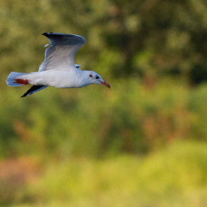 Gabbiano comune (Larus ridibundus)