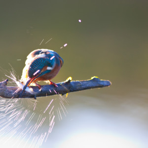 Martin pescatore (Alcedo atthis)