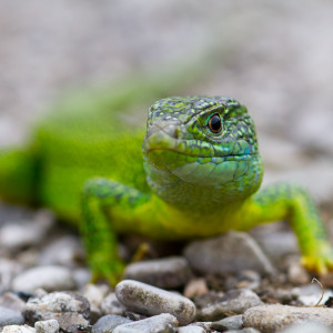 Ramarro (Lacerta viridis)