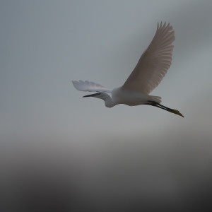 Garzetta (Egretta garzetta)