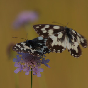 Isola dei Morti (TV) Melanargia galathea