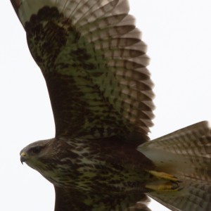 Poiana (Buteo buteo)