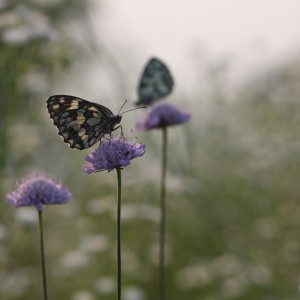 Melanargia galathea