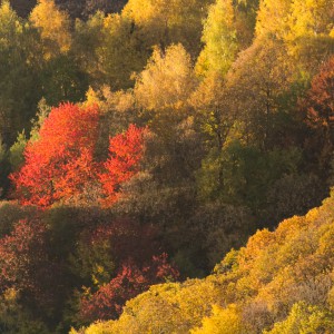 Autunno Pianezze (TV)