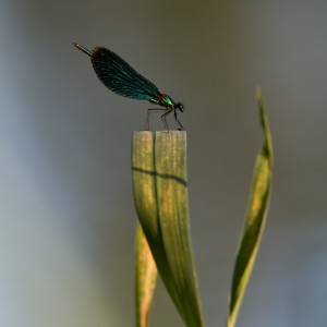 Damigella (Calopteryx splendens)