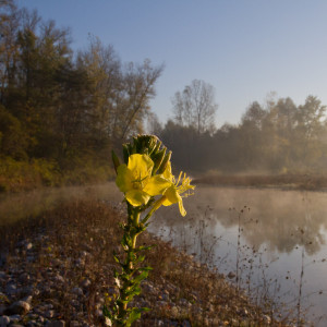 Oenothera parviflora _Grave del Piave (TV)