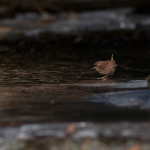 Scricciolo comune (Troglodytes troglodytes)