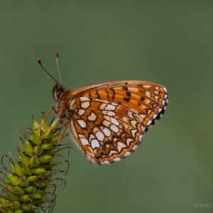 Fabriciana adippe