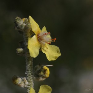 Verbasco (Verbascum thapsus)