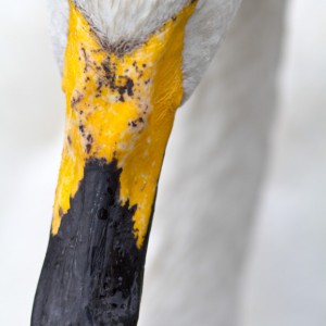 Cigno selvatico (Cygnus cygnus)