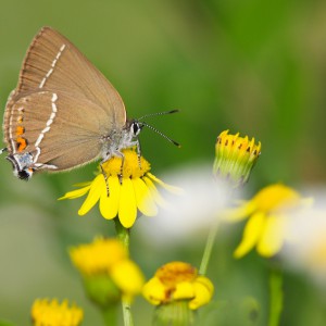 Strymonidia spini