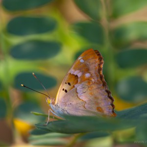 Apatura iris