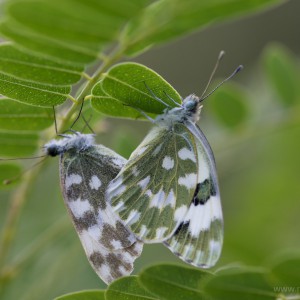 Pontia edusa