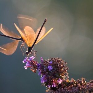 Calopteryx haemorrhoidalis