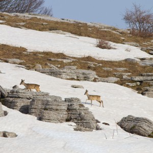 Montegrappa (Capreolus capreolus)