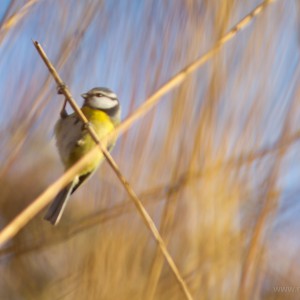 Cinciarella (Parus caeruleus)