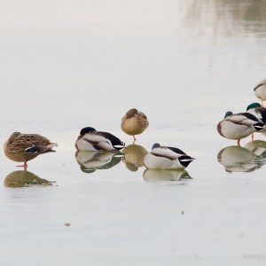 Marano Lagunare Riserva naturale