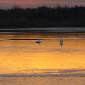 Cigno reale (Cygnus olor)