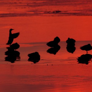 Marano Lagunare riserva naturale