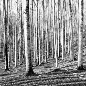 Bianco e nero in Foresta