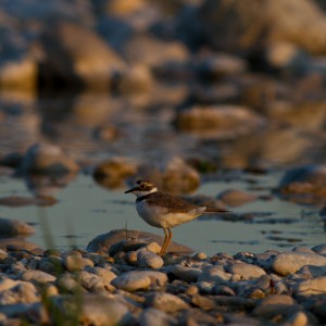 Corriere piccolo (Caradrius dubius)