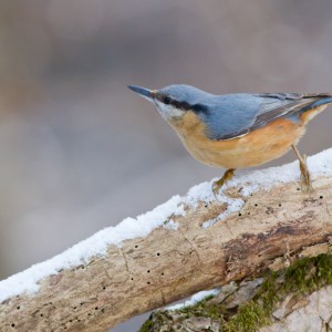 Picchio muratore (Sitta europaea)