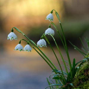 Campanellino (Leucojum vernum)