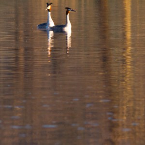 Svasso maggiore (Podiceps cristatus)