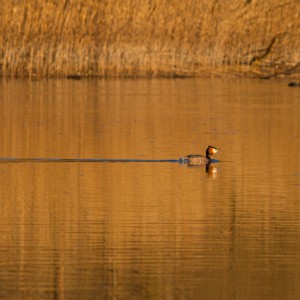 Svasso maggiore (Podiceps cristatus)