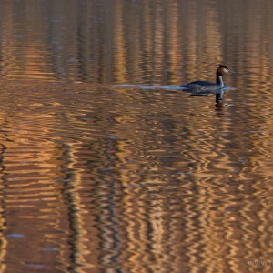 Svasso maggiore (Podiceps cristatus)