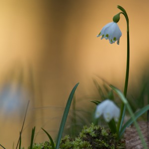 Campanellino (Leucojum vernum)