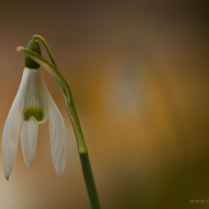 Bucaneve (Galanthus nivalis)