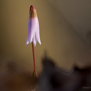 Dente di cane (Erythronium dens-canis)