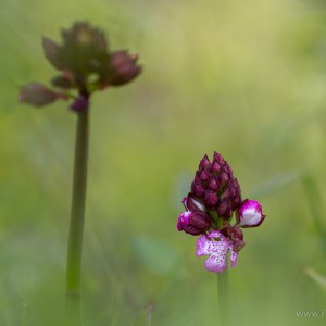 Orchis purpurea