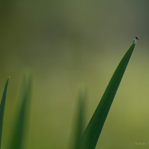 La mosca nella goccia