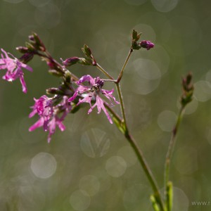 Lychnis flos-cuculi (Fior Cuculo)