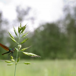 Libellula (Palù Sernaglia D.B.)