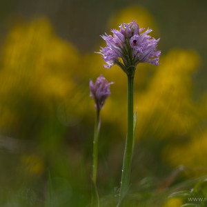 Orchis tridentata