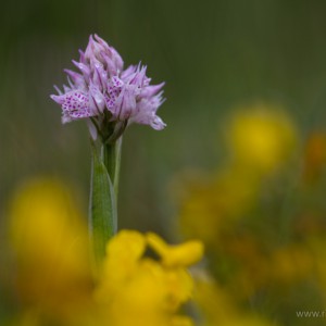 Orchis tridentata